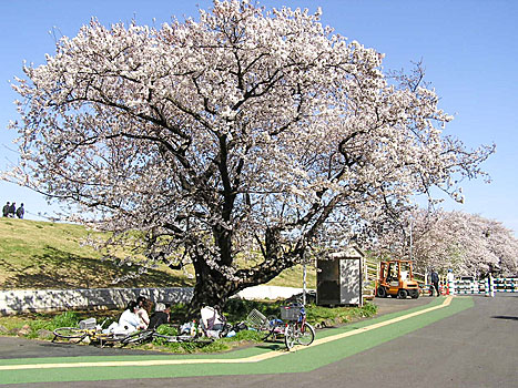 赤水門は巨木の桜で有名な場所