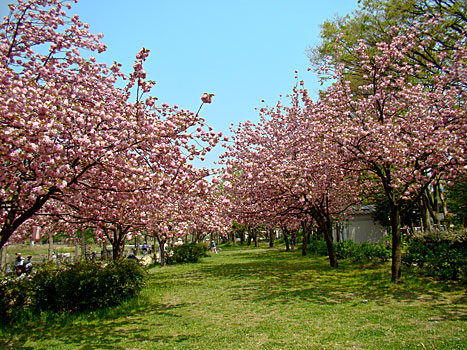 浮閒公園八重桜