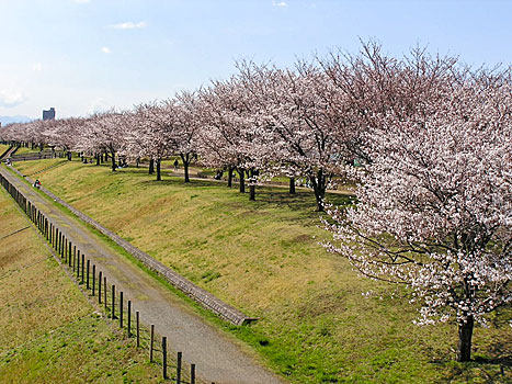 新荒川大橋上流の桜