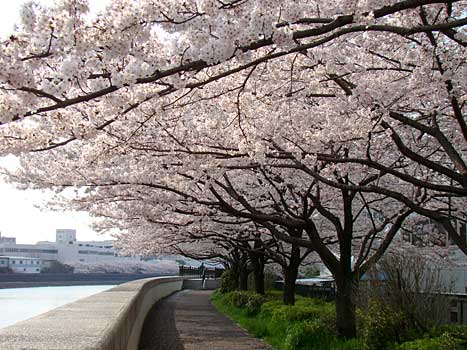 遊歩道の桜並木