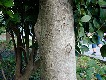 クロコガネモチの木