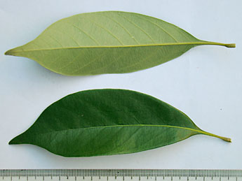 シリブカガシの葉