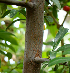 トキワサンザシの木