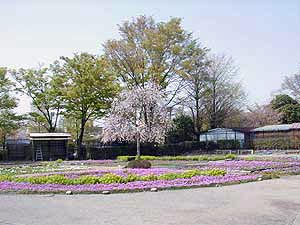 浮間桜草圃場