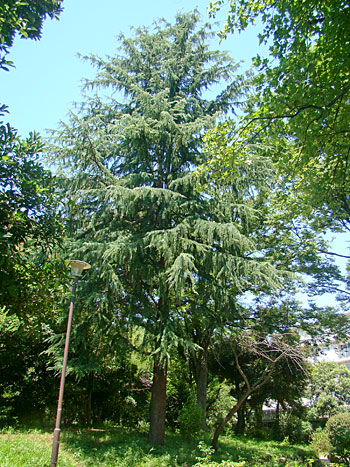ヒマヤラ杉の木