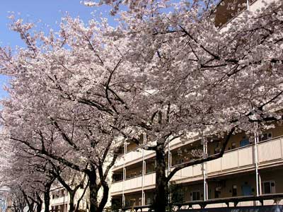 桜（浮間3丁目）