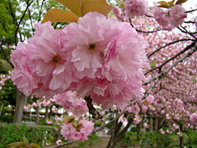 八重桜（里桜）