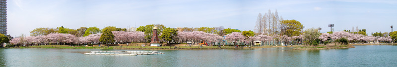 桜のパノラマ