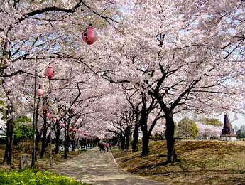 満開桜
