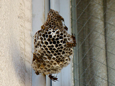 アシナガバチの巣2