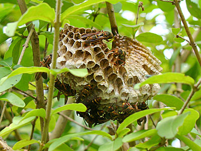 アシナガバチの巣3