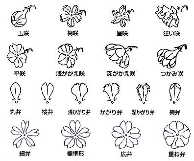 桜草の品種花形