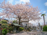 墓地脇の桜