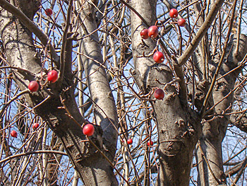 冬のヒメリンゴ
